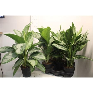 Aglaonema Kl Gem