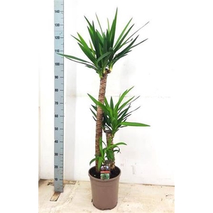 Yucca 90-45-20 Cm