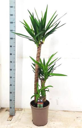 <h4>Yucca 90-45-20 Cm</h4>