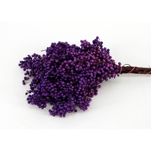Schinus M. Lavender Bunch