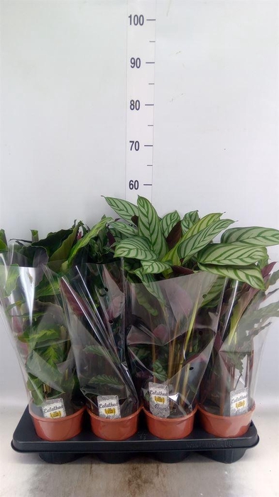 <h4>Calathea   ...mix 3</h4>