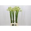 Ornithogalum Saundersiae