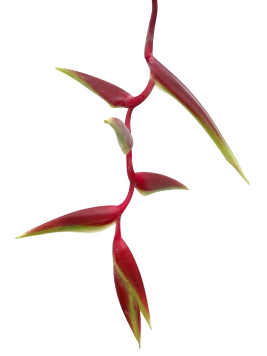 <h4>Heliconia Sexy Scarlet</h4>