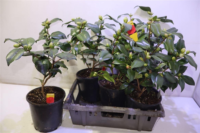 <h4>arr8 Came Japonica</h4>