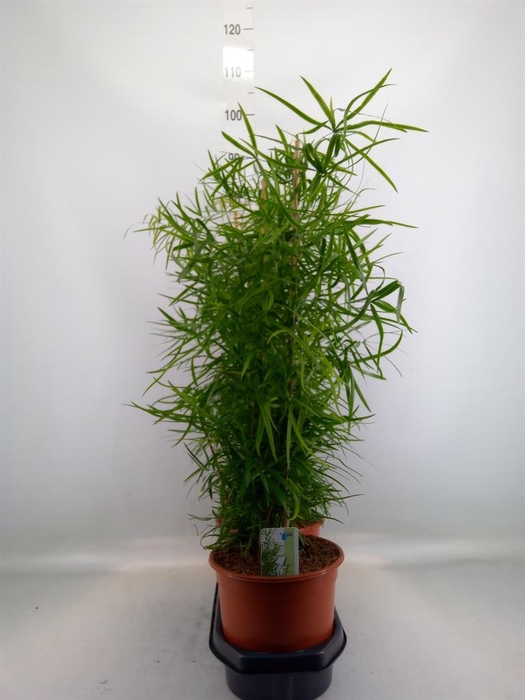 <h4>Asparagus falcatus</h4>