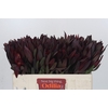 Leucadendron Saf Sunset Dark R.