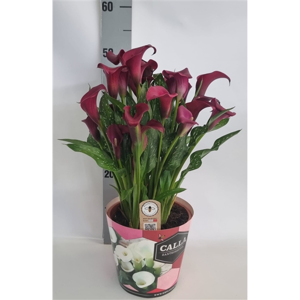 <h4>Zantedeschia 19cm potcover Roze - Rood Royal Valentine</h4>