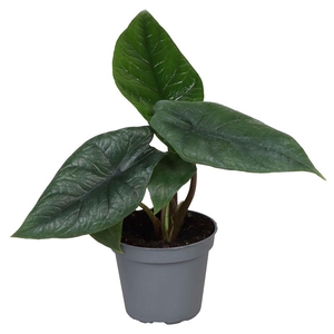 ALOCASIA GAGEANA P6