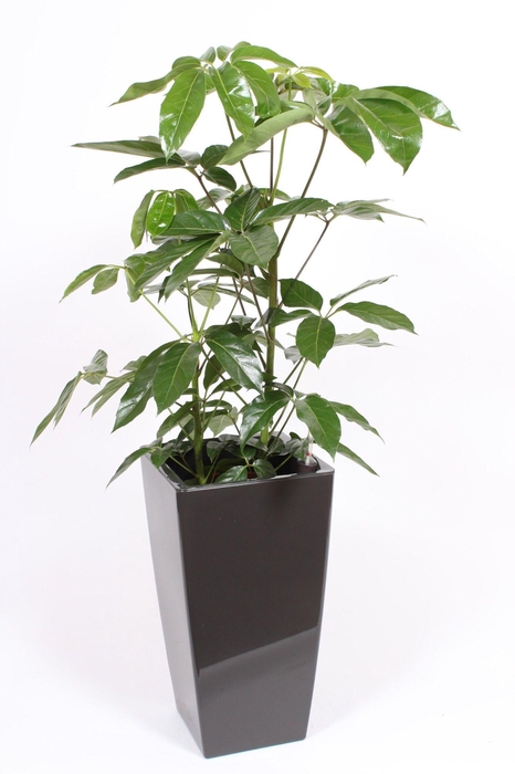 <h4>Schefflera Amate in Piza pot "antraciet"</h4>
