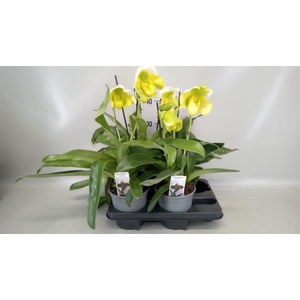 Paphiopedilum  'Amerikaanse hybrid'