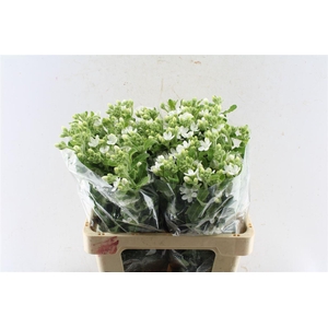 Oxypetalum Perf White Harmony