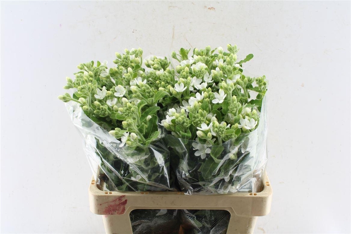 <h4>Oxypetalum Perf White Harmony</h4>