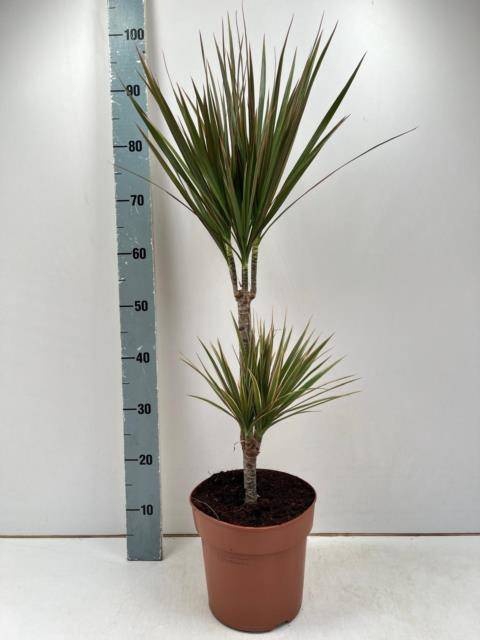 <h4>DRA MARG BICOLOR</h4>