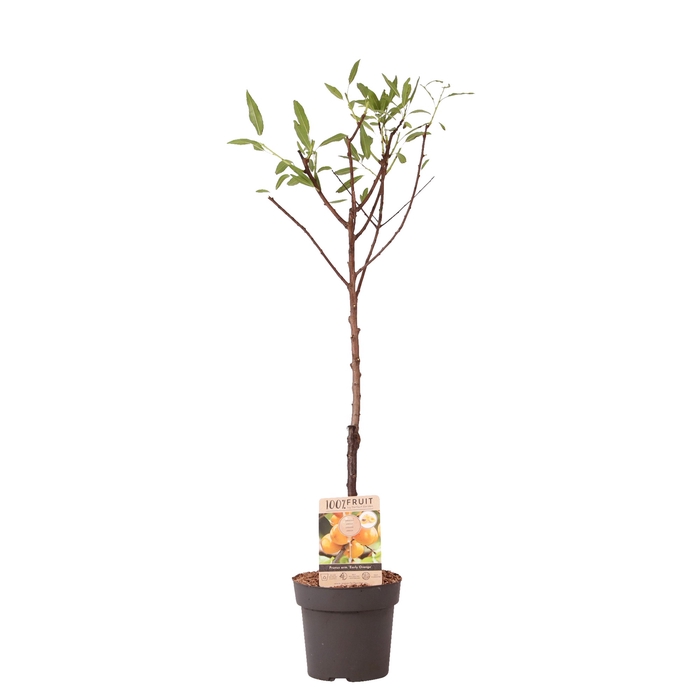 <h4>Prunus Armeniaca Patioboom</h4>