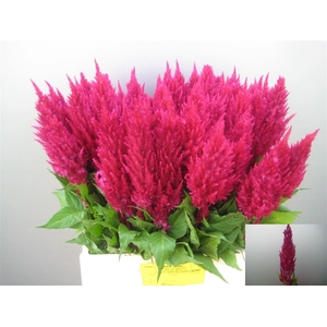Cel P Cent Purp Rose