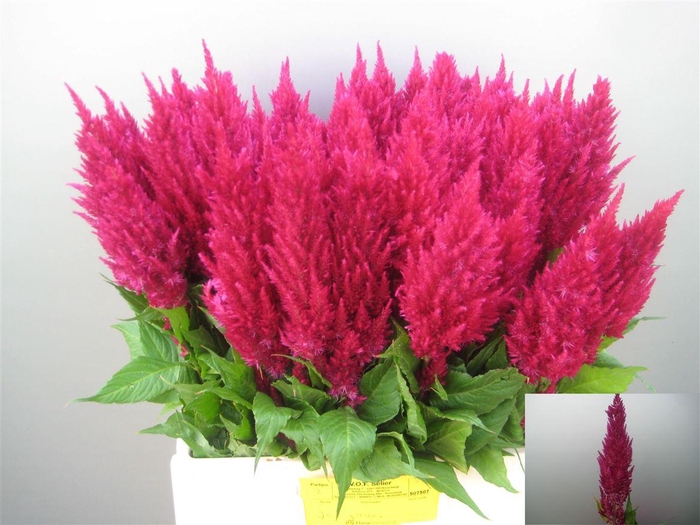 <h4>Cel P Cent Purp Rose</h4>