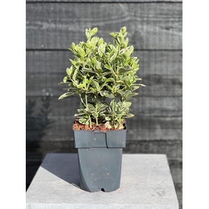 Euonymus japonicus Kathy