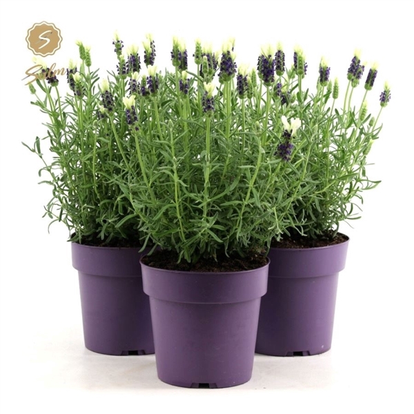 <h4>Lavandula st. 'Anouk White'® P15</h4>