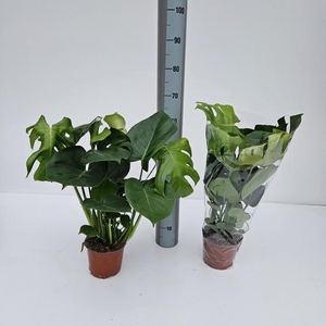 MONSTERA DELICIOSA