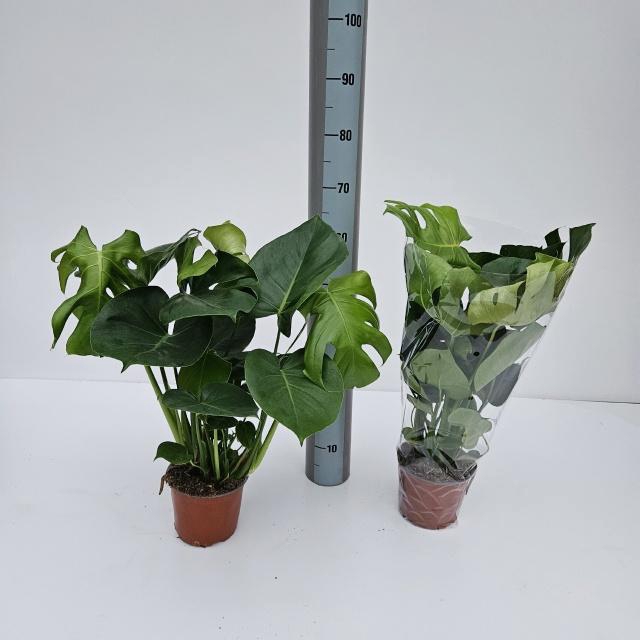 <h4>MONSTERA DELICIOSA</h4>