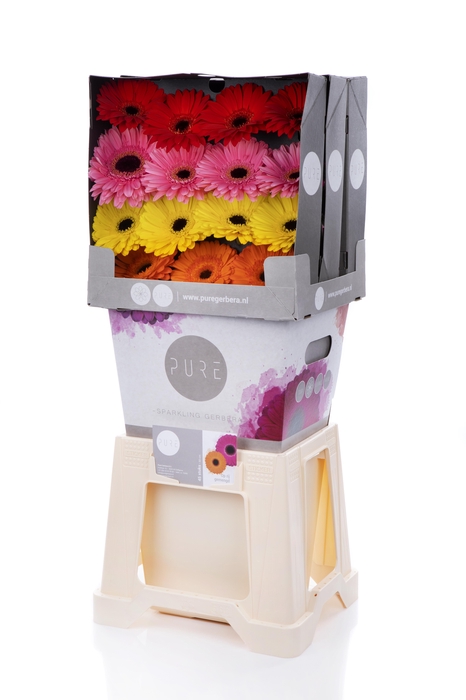 <h4>Gerbera Mix 4 Kleuren Diamond</h4>