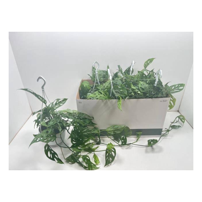 <h4>Monstera Obliqua (Leichtlinii) 17Ø 50cm 5pp</h4>