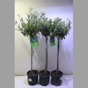 Olea Europaea