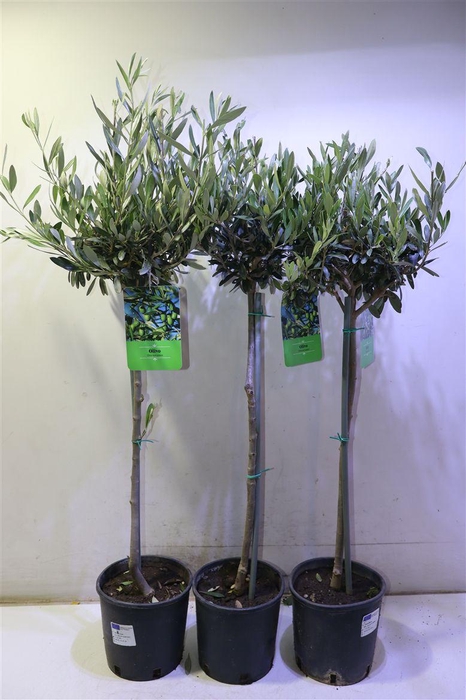 <h4>Olea Europaea</h4>