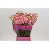 Ranunculus Roamnce Supreme Pink