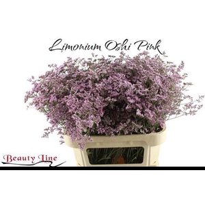 LIMONIUM  'SAFORA OSHI PINK'