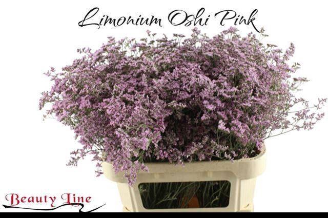 <h4>LIMONIUM  'SAFORA OSHI PINK'</h4>
