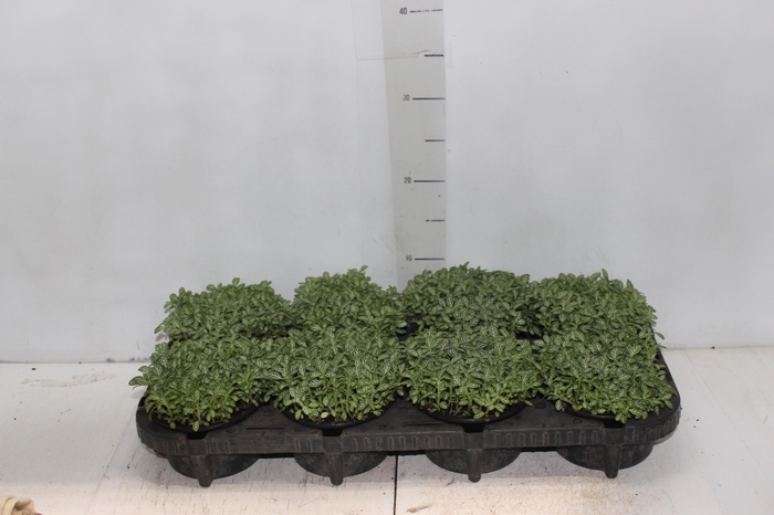 <h4>FITONIA C13 MINI</h4>