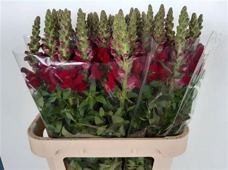 <h4>Antir Antibes Red</h4>