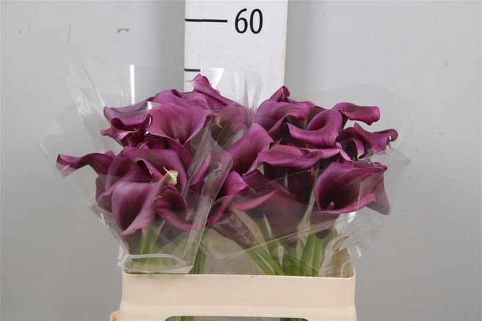 <h4>Zant Durban</h4>