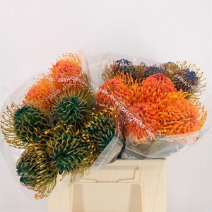 Leuco Jelena Xmas Mix