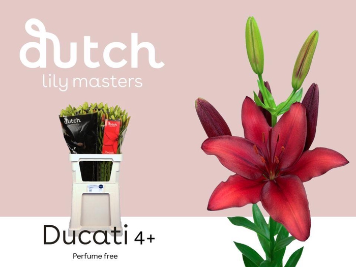 <h4>LI AS DUCATI& 4+</h4>