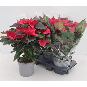 EUPHOR P CHRIST TIME