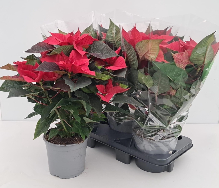 <h4>EUPHOR P CHR UNIVERS</h4>