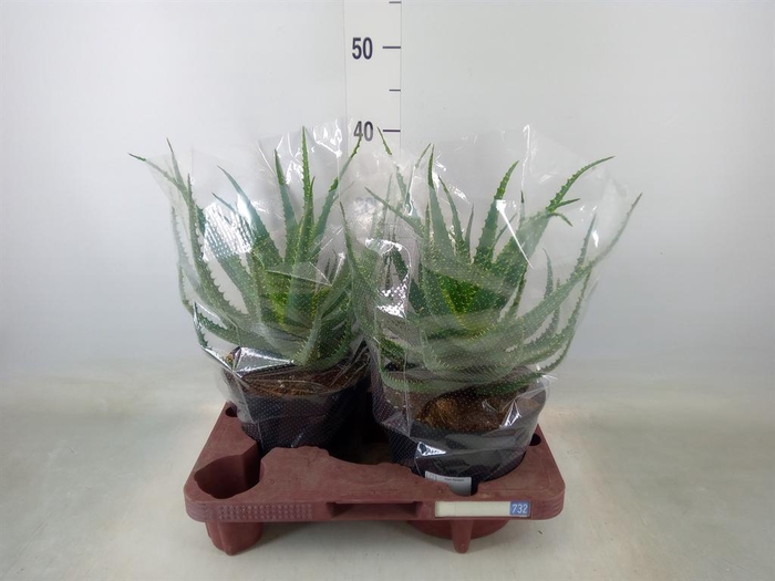 <h4>Aloe arborescens</h4>