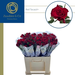 R GR RED TACAZZI+ 60