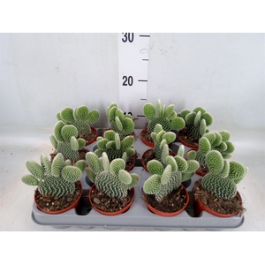 Opuntia microdasys 'Albispina'