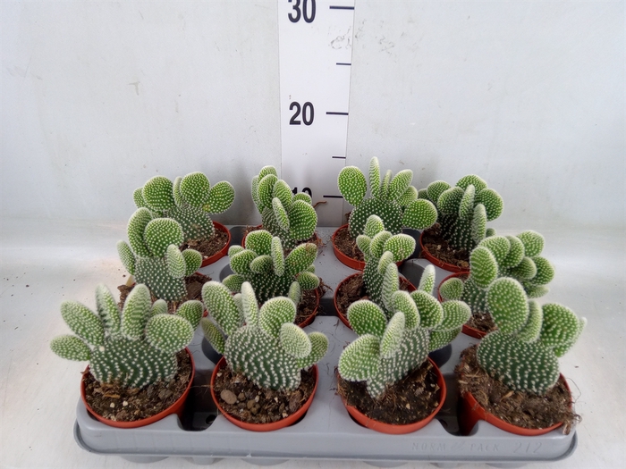 <h4>Opuntia microdasys 'Albispina'</h4>