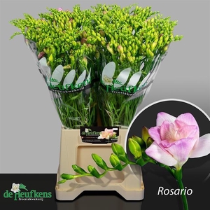 Freesia do rosario