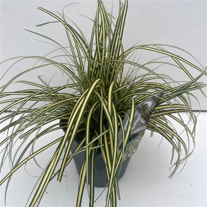 Graminées Carex 'Evergold'