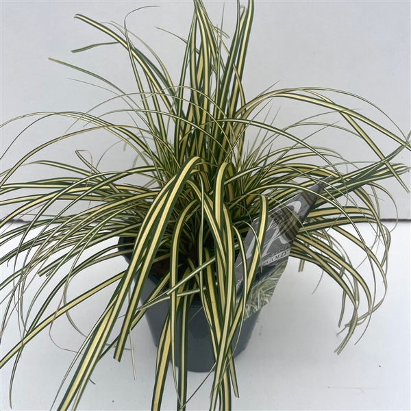 <h4>Graminées Carex 'Evergold'</h4>