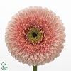 GERBERA MIB 'GERPONI BELFI'