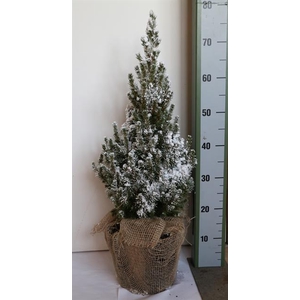 PICEA GL CONICA