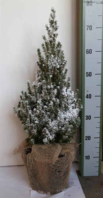PICEA GL CONICA
