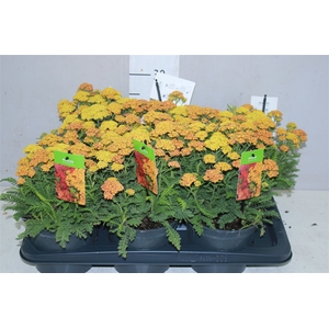 Achillea Millefolium Yellow
