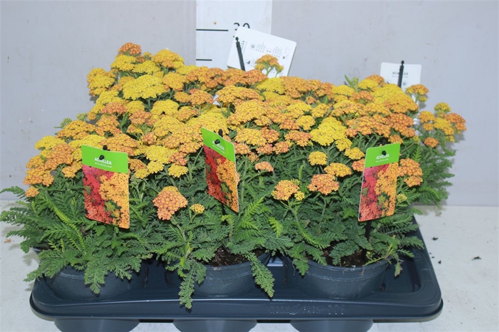 <h4>Achillea Millefolium Yellow</h4>